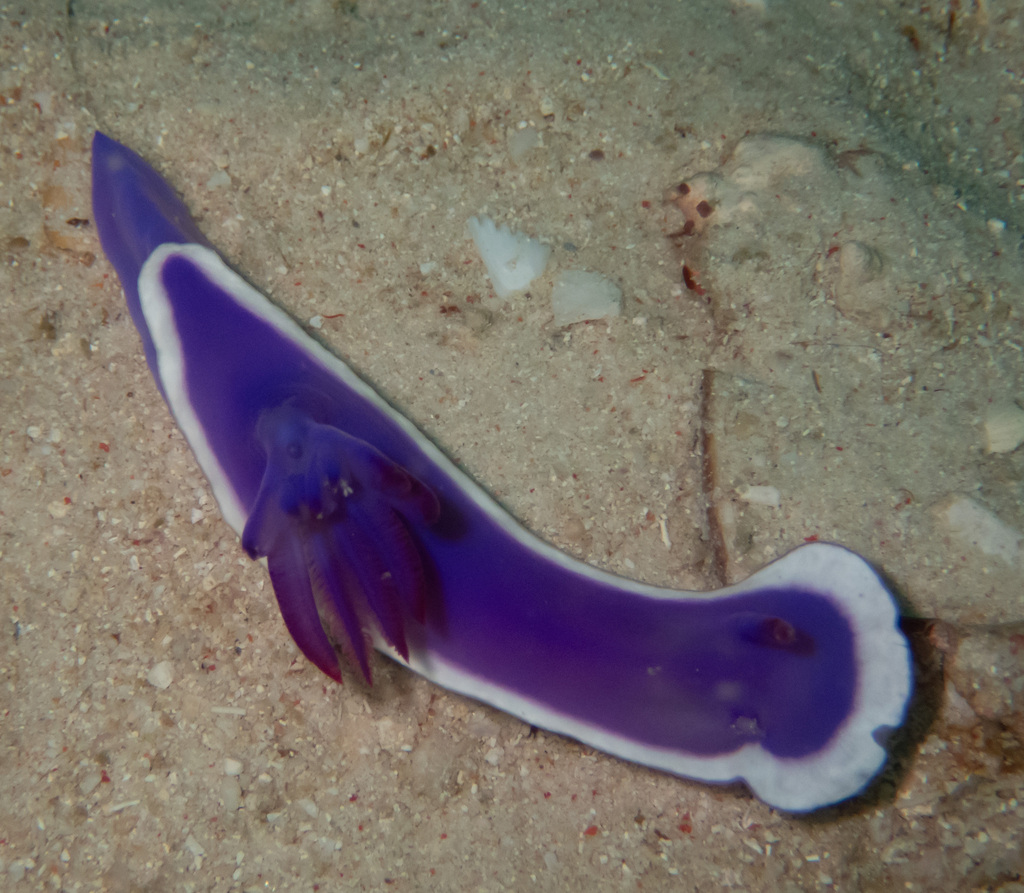 Hypselodoris violacea