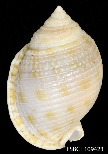 Scotch Bonnet Snail