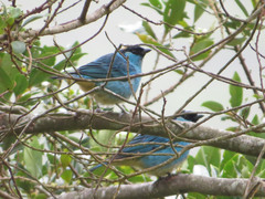 Chalcothraupis ruficervix