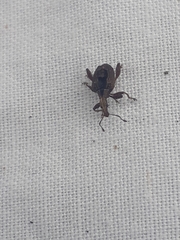 Stephanorhynchus crassus