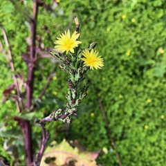 Lactuca virosa