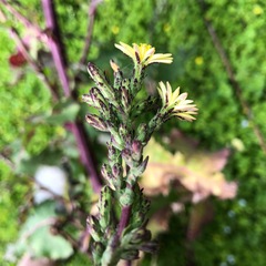 Lactuca virosa