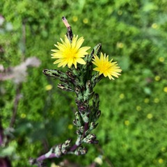 Lactuca virosa