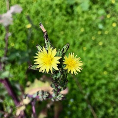 Lactuca virosa