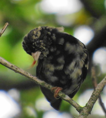 Vidua funerea funerea