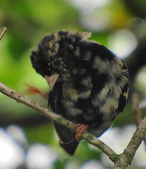 Vidua funerea funerea