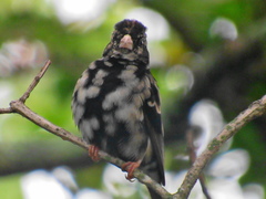 Vidua funerea funerea