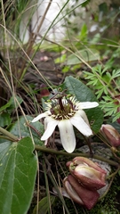 Passifloraceae