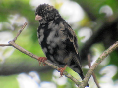 Vidua funerea funerea