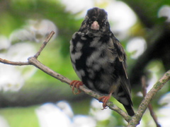 Vidua funerea funerea