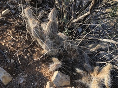 Opuntia trichophora
