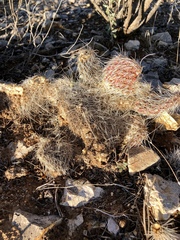 Opuntia trichophora