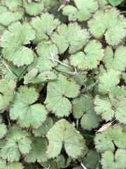 Hydrocotyle moschata moschata