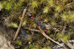 Myrmecia esuriens