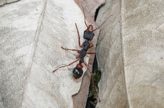 Myrmecia esuriens