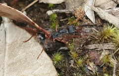 Myrmecia esuriens