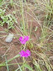 Cyanotis speciosa