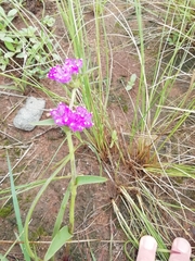 Cyanotis speciosa