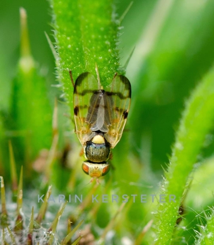 Bull Thistle Gall Fly photo 4