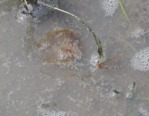 Lepidurus packardi