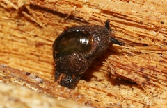 Helicarion cuvieri