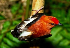 Club-Winged Manakin photo 5