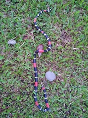 Micrurus lemniscatus