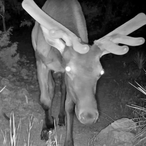 Elk photographed in Nebraska
