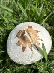 Chlorophyllum molybdites image