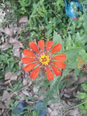 Zinnia elegans