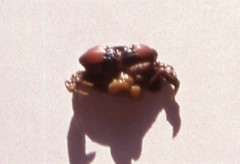 Loxothylacus panopaei