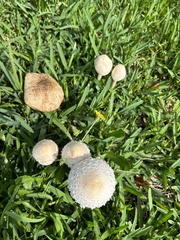 Chlorophyllum molybdites image