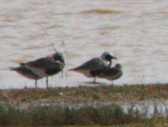 Pluvialis squatarola