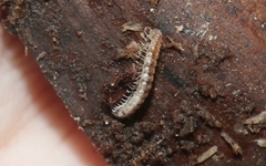 Dalodesmidae