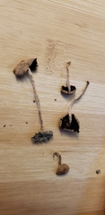 Psathyrella ephemera