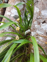 Maxillaria egertoniana