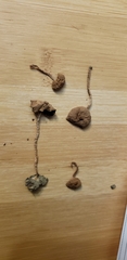 Psathyrella ephemera
