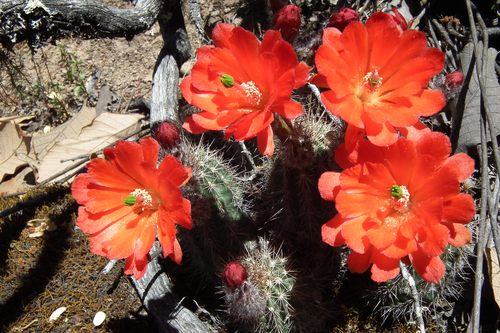Echinocereus acifer