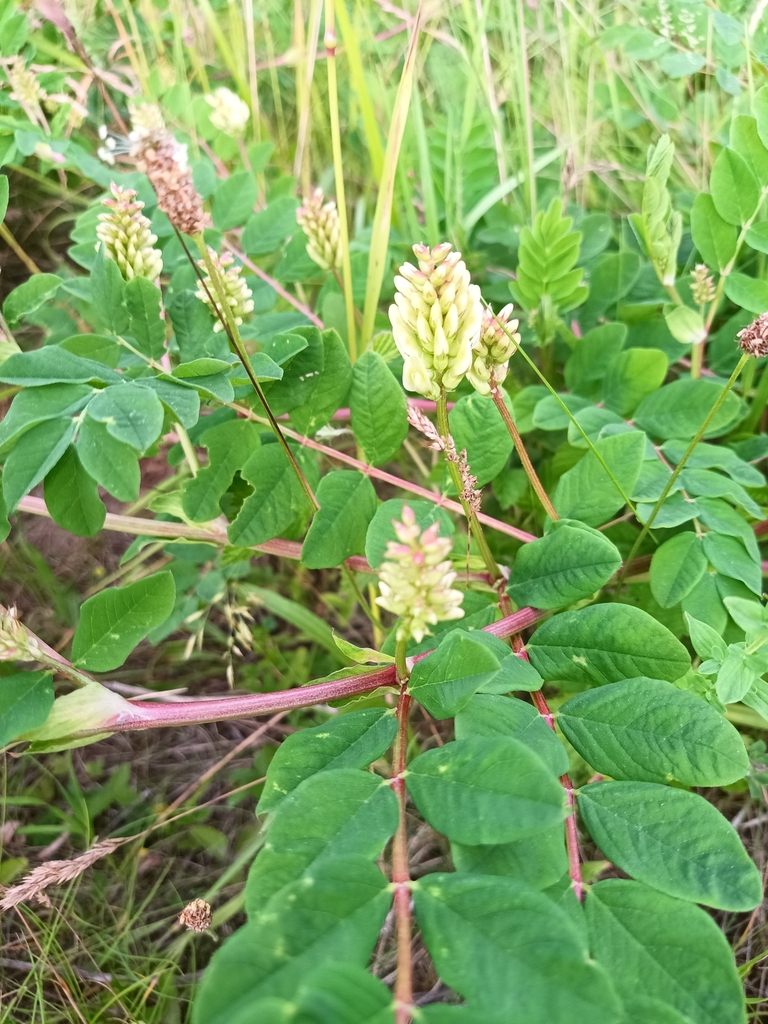 Glycyphyllus