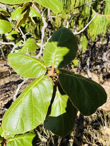 Quercus pennivenia