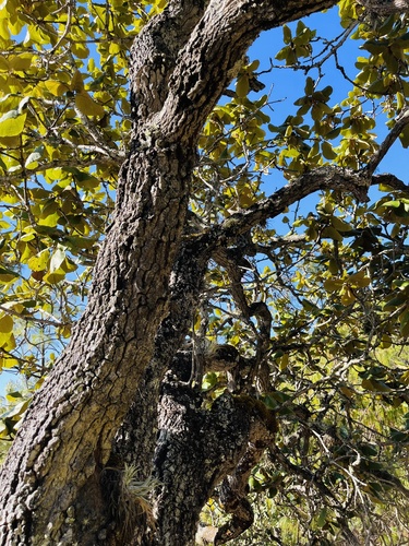 Quercus pennivenia