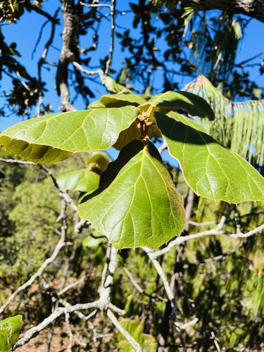 Quercus pennivenia