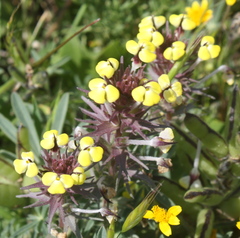 Triphysaria eriantha