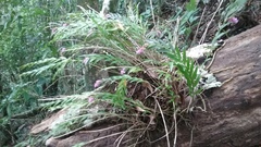 Isochilus carnosiflorus