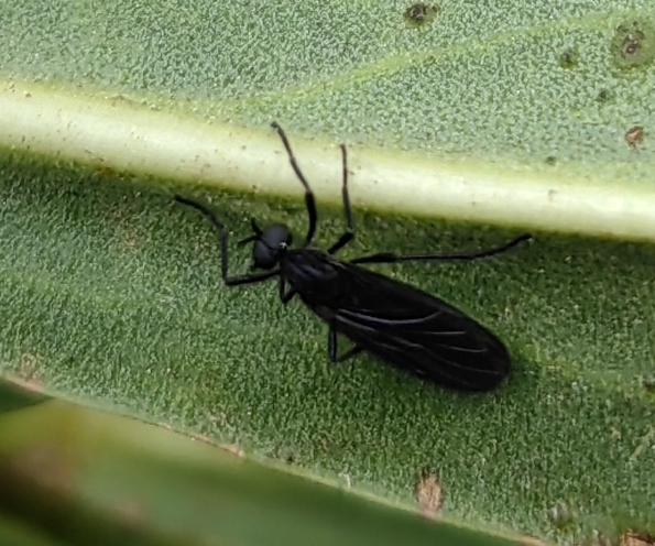 Penthetria mexicana