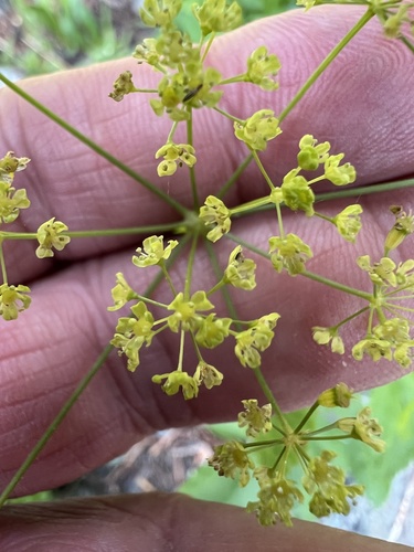 western sweetroot (Osmorhiza occidentalis)