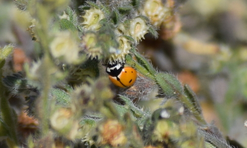 Nine-spotted Lady Beetle photographed in New Mexico
