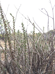 Linanthus californicus