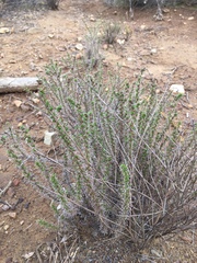 Linanthus californicus
