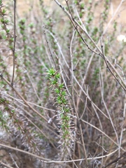 Linanthus californicus